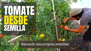 TOMATE de MATA ALTA  desde la Semilla [upl. by Tedmund]