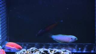 MarinEco  Kuiters Wrasse Labouti Wrasse ObliqueLined Dottyback [upl. by Hamer944]