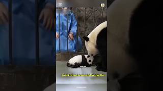 How the panda express difficulty animals cheetah trending memes funny [upl. by Eliades]