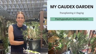 Transplanting amp Staging a Pachypodium Succulentum  How to repot tips [upl. by Donni232]