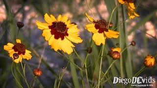 Coreopsis tinctoria  Plains coreopsis Asteraceae Margaridinhaescura [upl. by Jessika680]