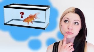 HOW TO SET UP A GOLDFISH TANK [upl. by Atiekahs]