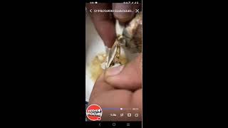 Balut Penoy Asmr Taste [upl. by Hedges]