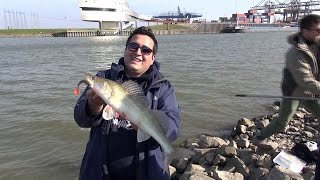 Auf Zander in Holland mit dem Big L Fishing Channel [upl. by Towill]