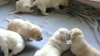 Cachorros Labrador con Pedigree  CACHITOS [upl. by Bronwen]