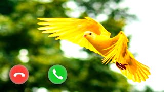 message ringtone new 2023ge tone newbest notification ringtone for boys 2024 [upl. by Yelknirb]