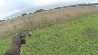 Falconry Goshawk and Hares [upl. by Haley]