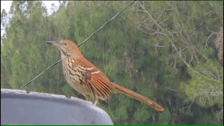 Brown Thrasher 20241115 the bird with the golden eyes is back [upl. by Tidwell]