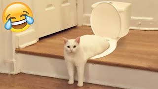 Funniest Animals 😄 New Funny Cats and Dogs Videos 😹🐶 [upl. by Christabelle]