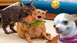 Funniest Cats And Dogs Videos 😁  Best Funny Animal Videos 2024 🥰7 [upl. by Lux]