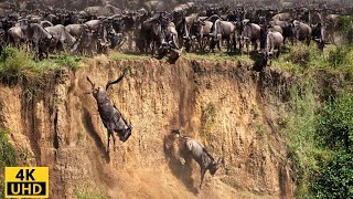 Great Migration Battle for Survival Wildebeest Crossing River Crocodile  Serengeti National Park [upl. by Vories]