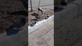 pigeons fighting pigeon pigeons fighting toughbuilt newjersey nj [upl. by Mccomb188]