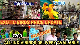 ALL TYPE EXOTIC BIRDS PRICE UPDATE  CHEAPEST PRICE WHOLESALE amp RETAIL  CONURE MACCAW COCKATOO [upl. by Ttam]