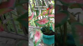 CALADIUM PLANT [upl. by Barry]