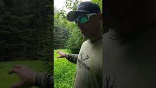 Clover and Chicory Food Plot deer foodplots whitetaildeer deerhunting bowhunting [upl. by Achilles879]