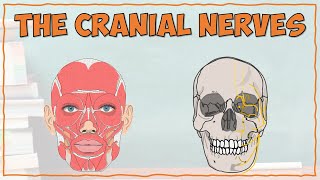 Anatomy of the Cranial Nerves [upl. by Prebo]