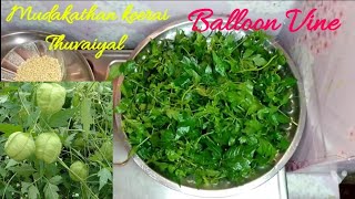 Mudakathan Keerai Thuvaiyal Recipe in Tamil Balloon Vine Love in a puff Cardiospermum halicacabum [upl. by Abbub]