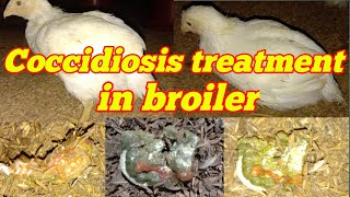 Coccidiosis treatment in broilercoccidiosis symptoms in chickens [upl. by Florine563]