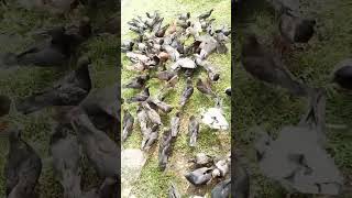 PALOMAS comiendo 🇵🇷🙏 corozalpr diosteama palomas shorts borinquen musica interesante [upl. by Spalla643]