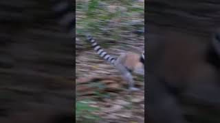 nature  lemur  animal  forest  beautiful scenery  relaxing clip  PT 10  EP 5  🏞️🌄🤩😍🥰❤️💕 [upl. by Stafani]