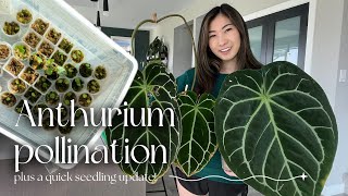 Pollination for beginners  my little seedling farm update and care [upl. by Rori]