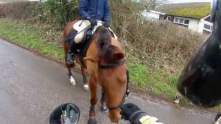 Motorcyclists Helping Horse Riders [upl. by Aniham]