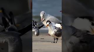 Seagulls Call shorts birds villagenature nature seagull [upl. by Therine]