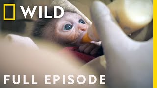 Baby Monkey Rescued from Highway Full Episode  Jungle Animal Rescue [upl. by Farhi32]