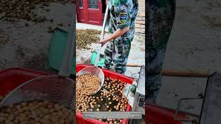 A Simple And Effective Traditional Way To Screen Walnuts By Using Water [upl. by Adnileb]