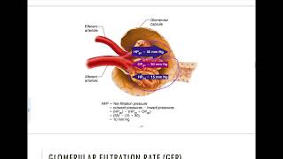 254  Glomerular Filtration [upl. by Venuti]