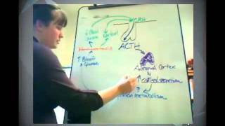 Adrenocorticotropic Hormone Tutorial [upl. by Alfreda]