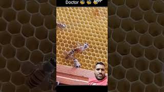 Doctor bee😳😳 bee animals nature cute amazing queenbee queen doctors bees monkeys honeybee [upl. by Iny]