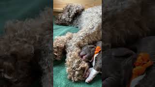 LAGOTTO ROMAGNOLO ♥️ Therapie  Assistenz  Familien  Allergiker Hunde ❤️ wwwsvenjabergmanncom [upl. by Lemmueu]