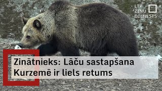 Dienvidkurzemes novada Vaiņodes mežos sastapts lācis [upl. by Loni]