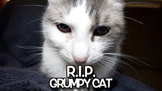 Talking Kitty Cat 672  R I P Grumpy Cat  Well never forget you [upl. by Donny257]