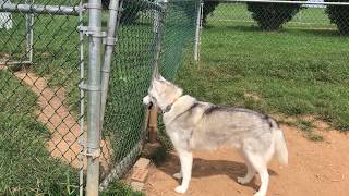 Husky howls for friends at dog park [upl. by Neelya]