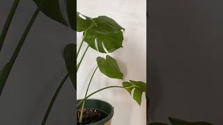 Replanting of Monstera plant [upl. by Aehta]