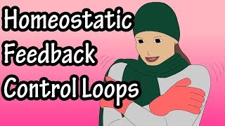 Positive And Negative Feedback Loops  Negative Feedback Loops  Positive Feedback Loops [upl. by Silletram]