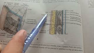 Anatomy Thorax Part1 Lecture 2 [upl. by Hallett]