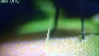 Venus Fly Trap Documentary [upl. by Athiste]