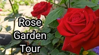 🔴 Rose Garden tour Beautiful rose flowers  Rose garden Rose plant growing gardentour gardening [upl. by Ivetts]