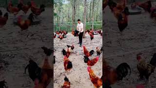 How to start a poultry farm business and easy way to keep chickens poultryfarmers poultrybusiness [upl. by Absalom]