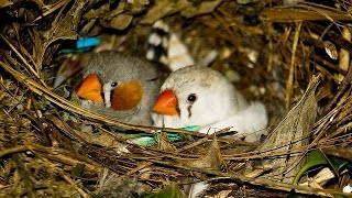 Zebra Finch Breeding tips [upl. by Nerita528]