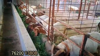 Breeding Boer Goat Females All Generation Available 🐐💥 boergoatfarm [upl. by Jorgan297]