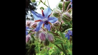 15 What is Borage and why should I plant it [upl. by Anatniuq256]