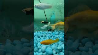 Fish tank 🐬aquarium 🐟fishtank fish guppy betafish fishaquarium beta [upl. by Adnomar]