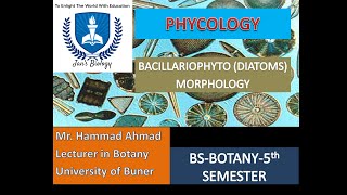 BACILLARIOPHYTA DIATOMS MORPHOLOGY [upl. by Draw]