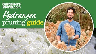 When and how to PRUNE HYDRANGEA Annabelle [upl. by Idihc]