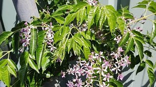 Beautiful Chinaberry Tree Bottle Brush and the sound of wildlife and passing vehicles asmr [upl. by Segalman76]