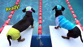 The Wienerlympics  Cute amp Funny Wiener Dog Video [upl. by Eeloj]